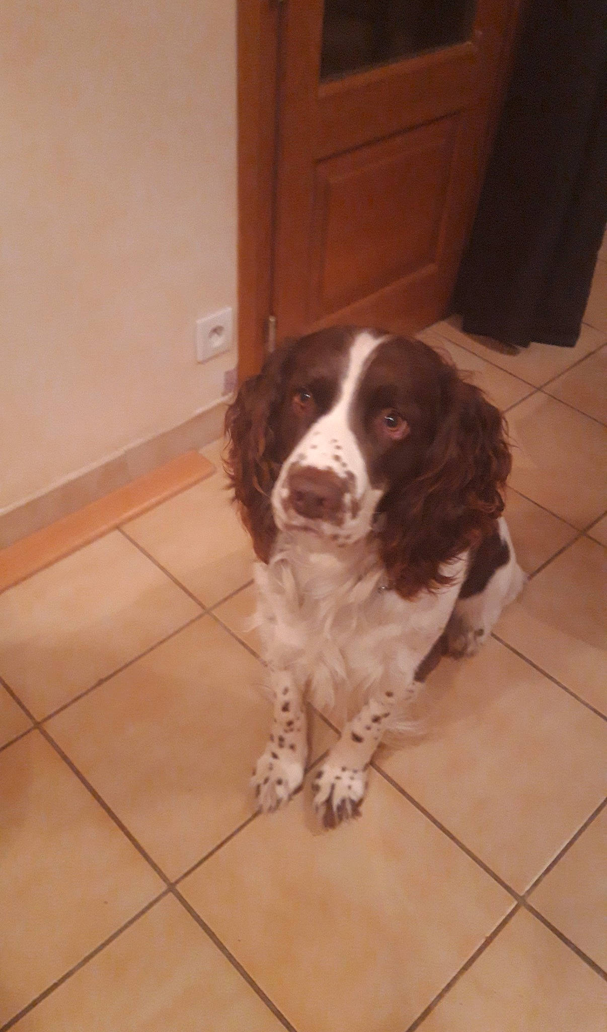 Iron a rejoint le concours — aidez-le/la à gagner de superbes lots ! blue_picardy_spaniel, canidae, carnivore, dog, dog_breed, drentse_patrijshond, english_cocker_spaniel, english_springer_spaniel, french_spaniel, german_spaniel, large_munsterlander, mammal, rare_breed_dog, russian_spaniel, small_munsterlander, spaniel, sporting_group, vertebrate, welsh_springer_spaniel, wetterhoun