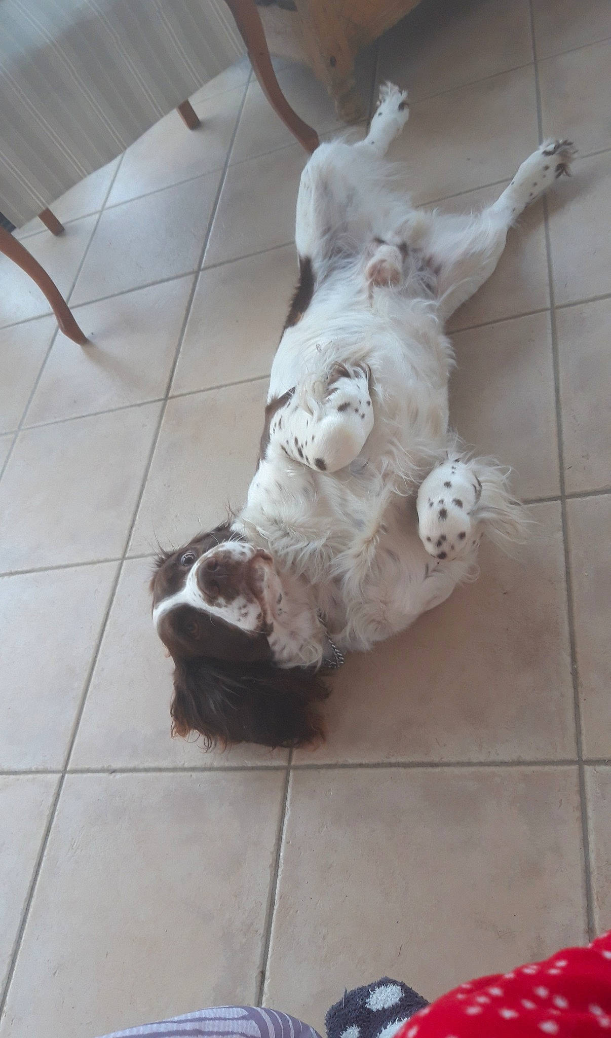 Iron a rejoint le concours — aidez-le/la à gagner de superbes lots ! american_cocker_spaniel, canidae, carnivore, cocker_spaniel, dog, dog_breed, fawn, non_sporting_group, spaniel, sporting_group, tail