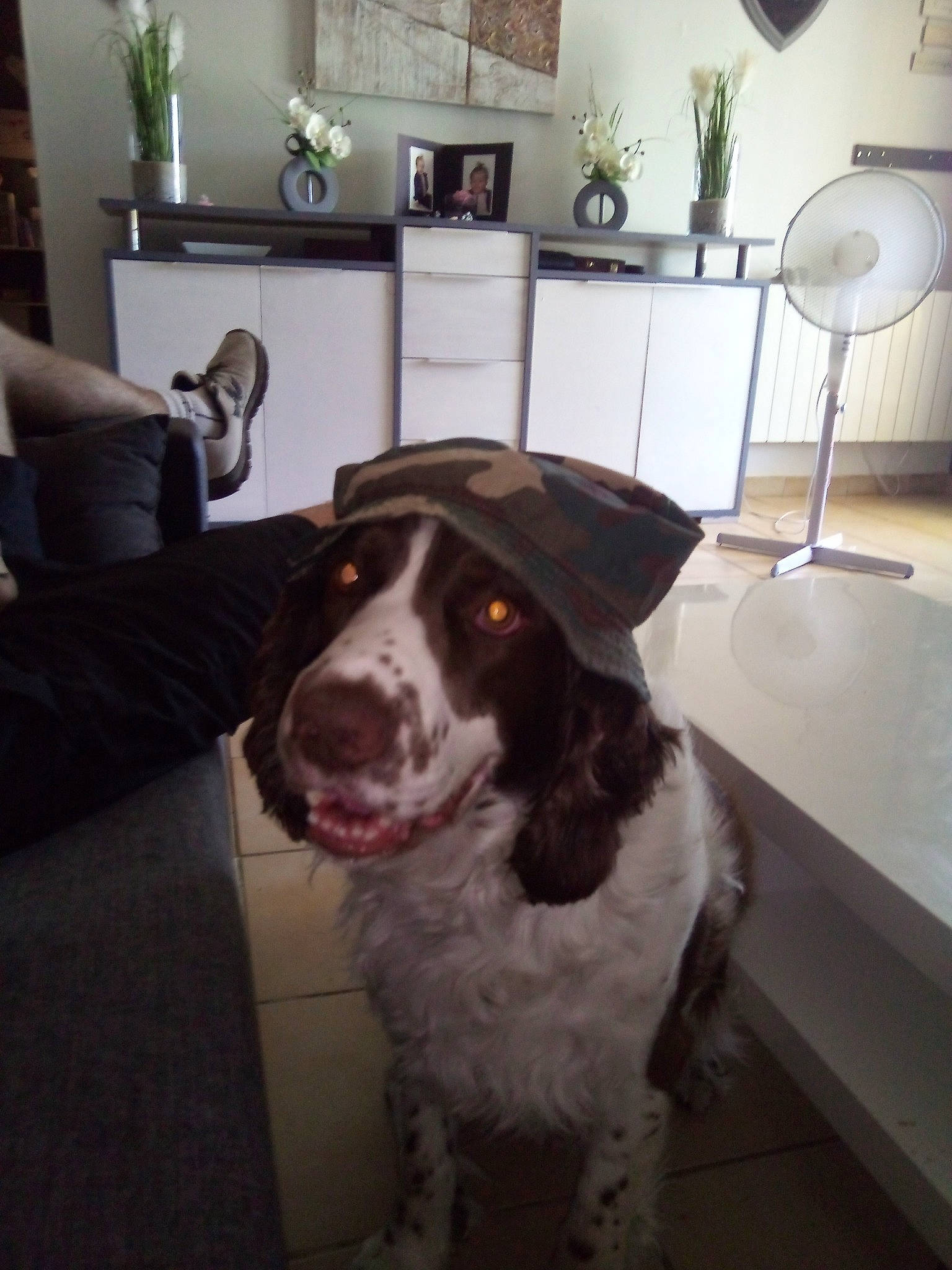 Iron a rejoint le concours — aidez-le/la à gagner de superbes lots ! braque_dauvergne, canidae, carnivore, dog, dog_breed, english_springer_spaniel, floor, german_shorthaired_pointer, hunting_dog, mammal, old_danish_pointer, pointer, pointing_breed, spaniel, sporting_group