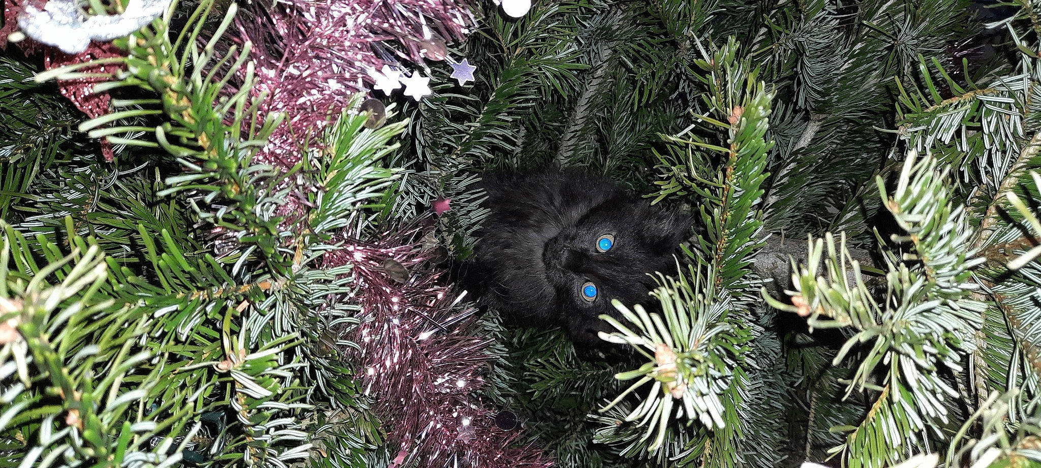 Cacao participe au concours pour gagner de l'argent avec cette photo : arecales, automotive_tire, carnivore, cat, christmas_decoration, christmas_ornament, evergreen, felidae, flower, flowering_plant, grass, groundcover, larch, ornament, plant, shrub, subshrub, terrestrial_plant, tree, whiskers