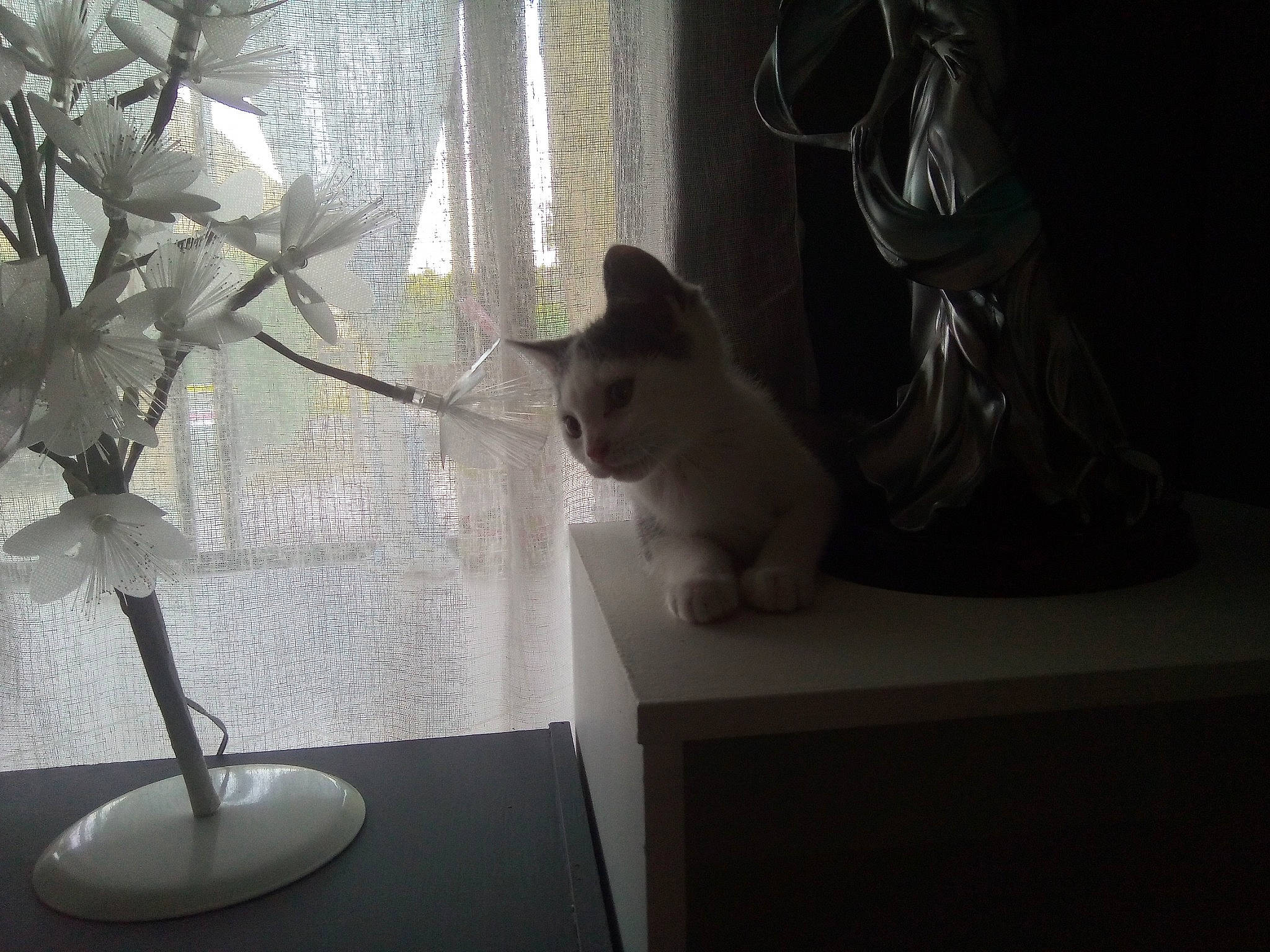 Haribo a rejoint le concours — aidez-le/la à gagner de superbes lots ! carnivore, cat, curtain, darkness, felidae, flowerpot, glass, grey, houseplant, lamp, plant, small_to_medium_sized_cats, table, tail, tints_and_shades, tree, twig, whiskers, window, wood