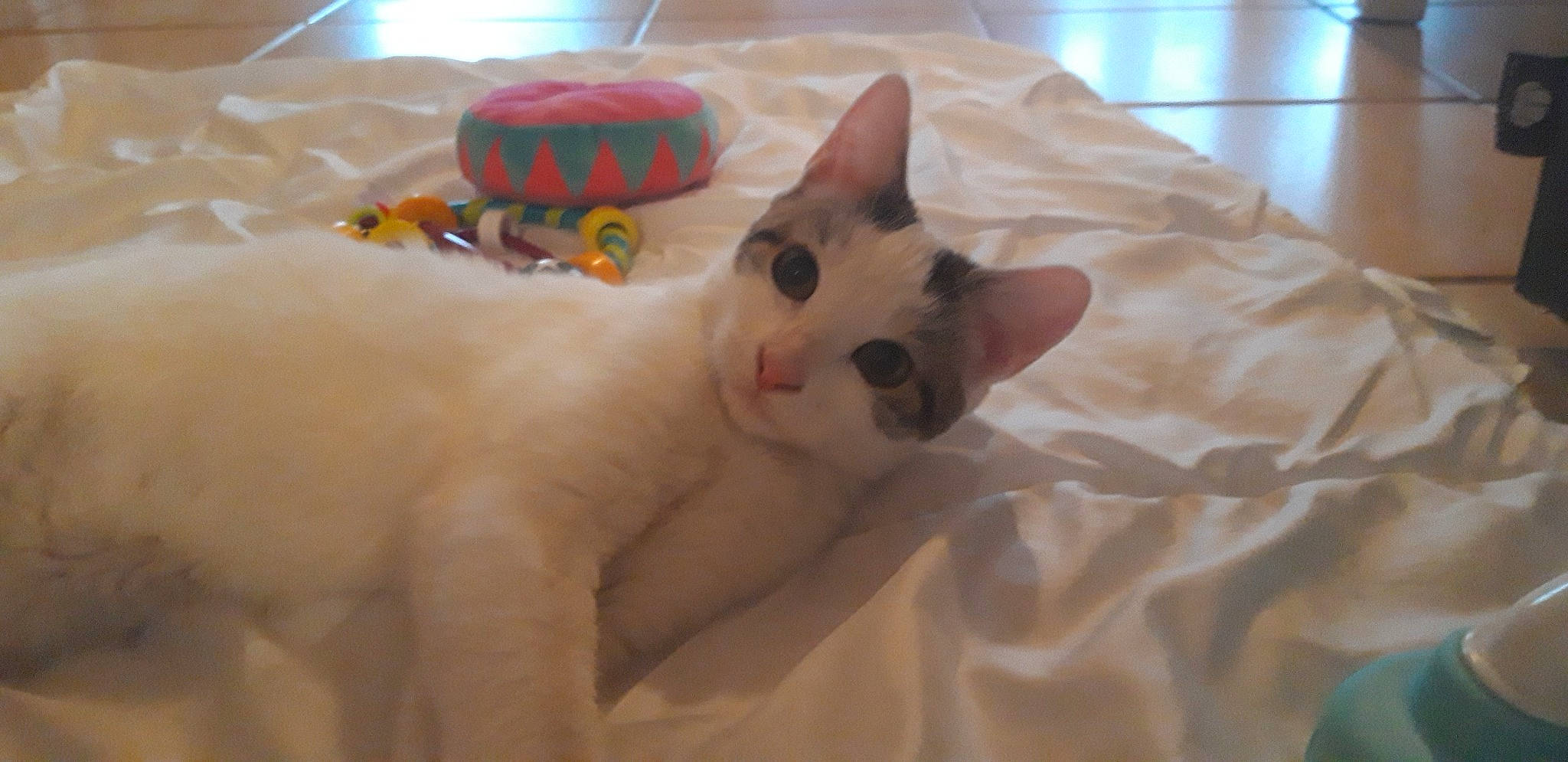 Capucine a rejoint le concours — aidez-le/la à gagner de superbes lots ! carnivore, cat, colorpoint_shorthair, cornish_rex, ear, fawn, felidae, khao_manee, kitten, small_to_medium_sized_cats, snout, tail, turkish_angora, turkish_van, whiskers