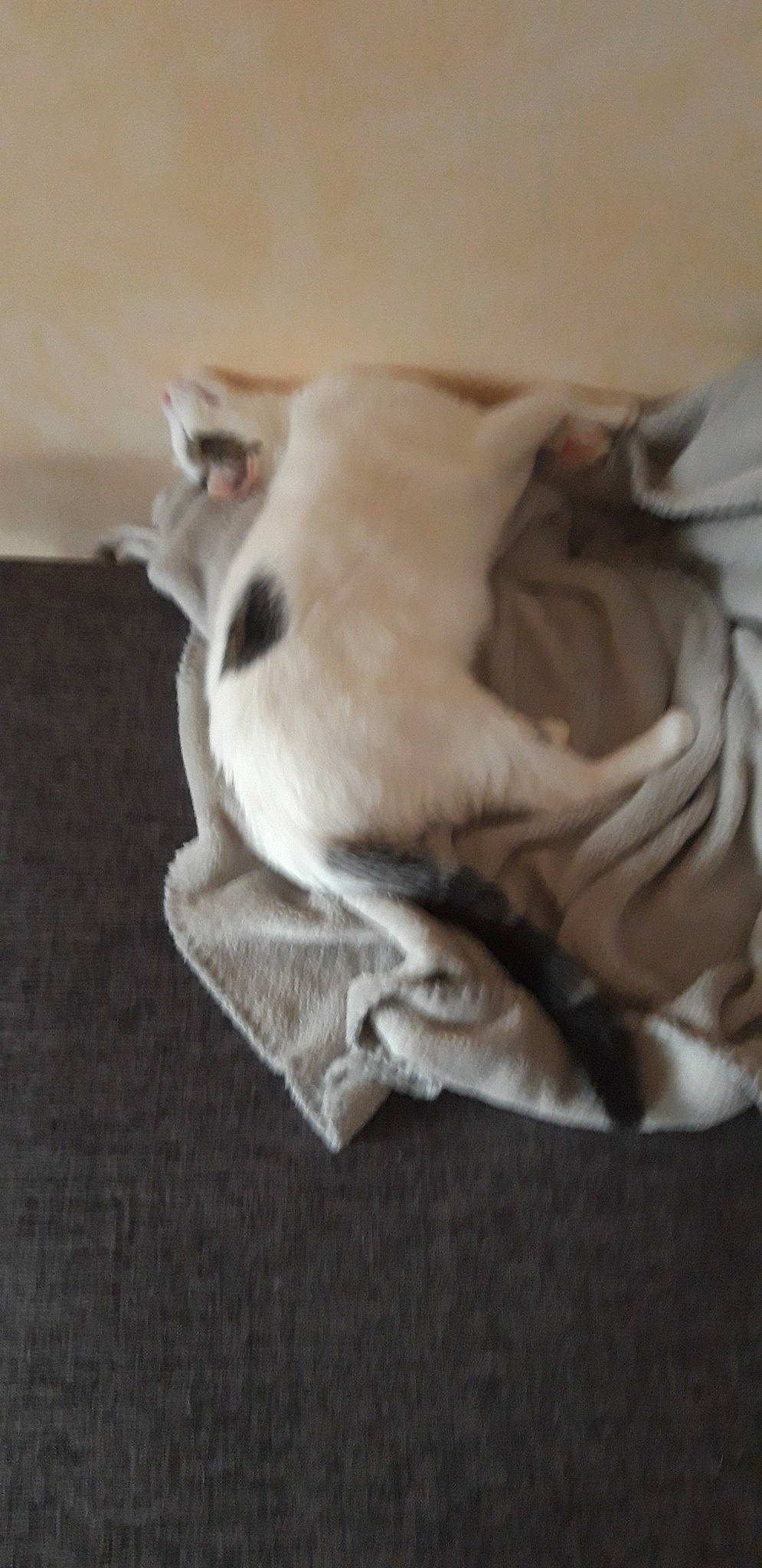 Capucine participe au concours pour gagner de l'argent avec cette photo : beige, blanket, canidae, carnivore, cat, companion_dog, dog_breed, fawn, felidae, fur, linens, puppy, tail, whippet