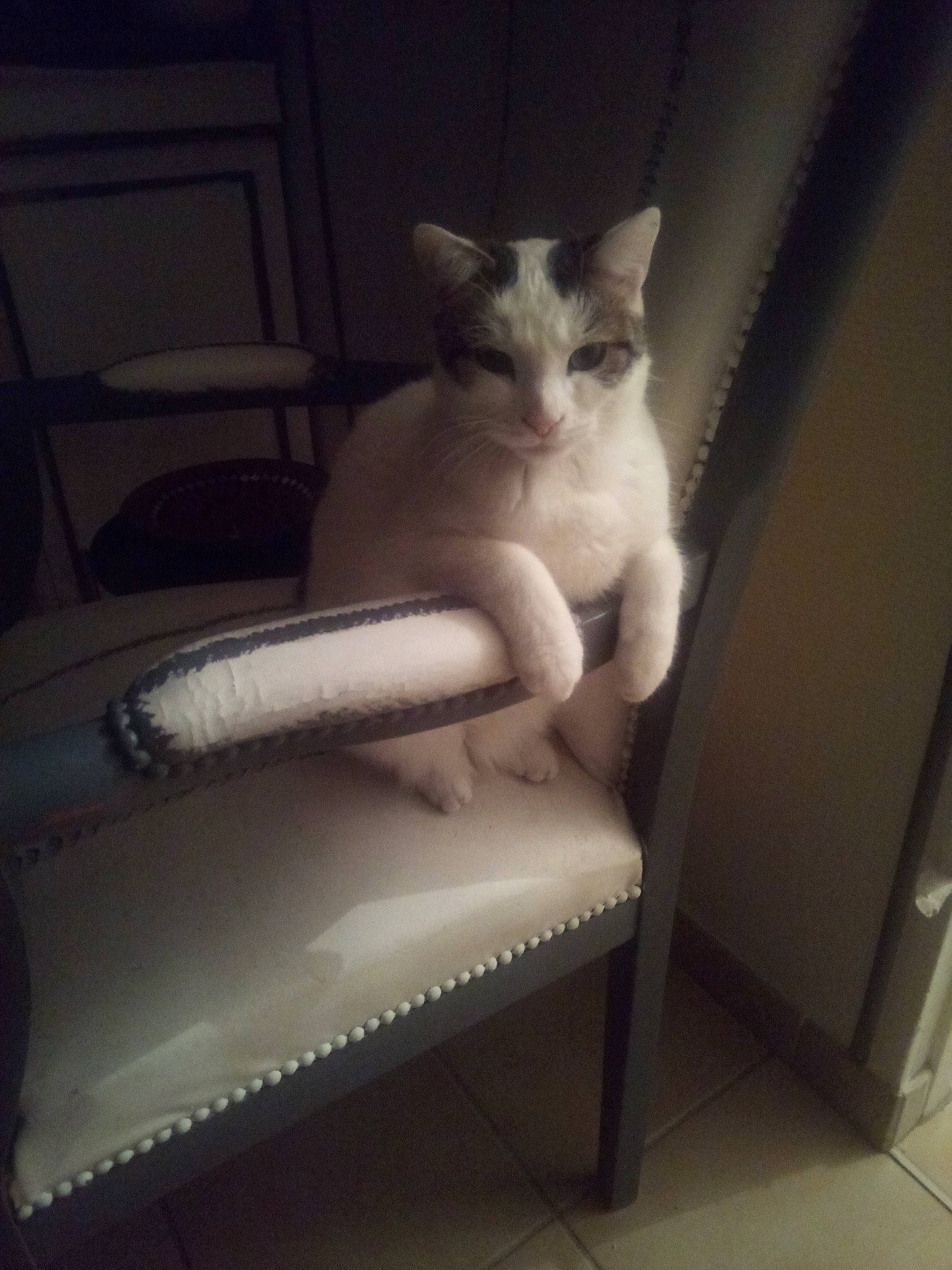 Capucine participe au concours pour gagner de l'argent avec cette photo : carnivore, cat, chair, comfort, darkness, domestic_short_haired_cat, fawn, felidae, flooring, fur, furniture, human_leg, leg, metal, small_to_medium_sized_cats, stairs, tail, tints_and_shades, whiskers, wood