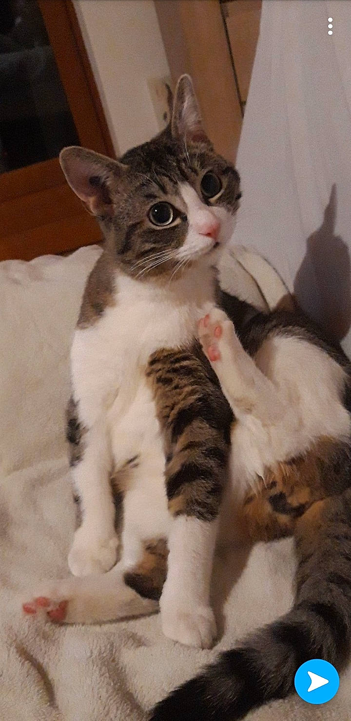 Oréo participe au concours pour gagner de l'argent avec cette photo : aegean_cat, american_wirehair, arabian_mau, asian, carnivore, cat, devon_rex, domestic_short_haired_cat, european_shorthair, felidae, german_rex, kitten, mammal, polydactyl_cat, rex_cat, small_to_medium_sized_cats, snout, tabby_cat, vertebrate, whiskers