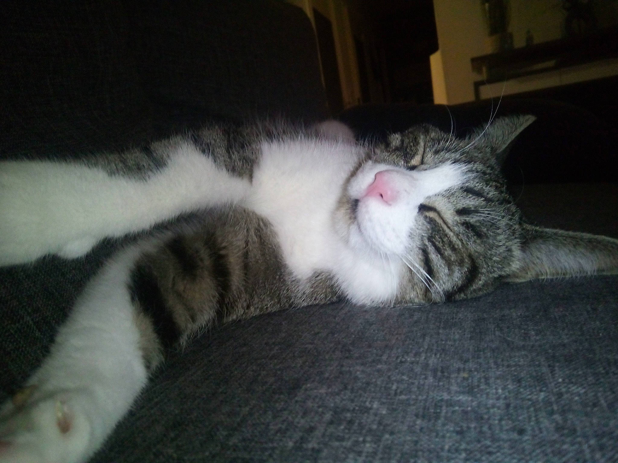 Oréo participe au concours pour gagner de l'argent avec cette photo : aegean_cat, american_wirehair, carnivore, cat, domestic_short_haired_cat, european_shorthair, felidae, fur, kitten, mammal, nap, norwegian_forest_cat, nose, paw, polydactyl_cat, sleep, small_to_medium_sized_cats, snout, tabby_cat, whiskers