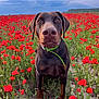 dog, doberman, flower_field, poppies, red_flowers, greenery, nature, outdoor, pet, animal, close_up, portrait, grass, sky, clouds, collar, brown_dog, plants, summer, canine