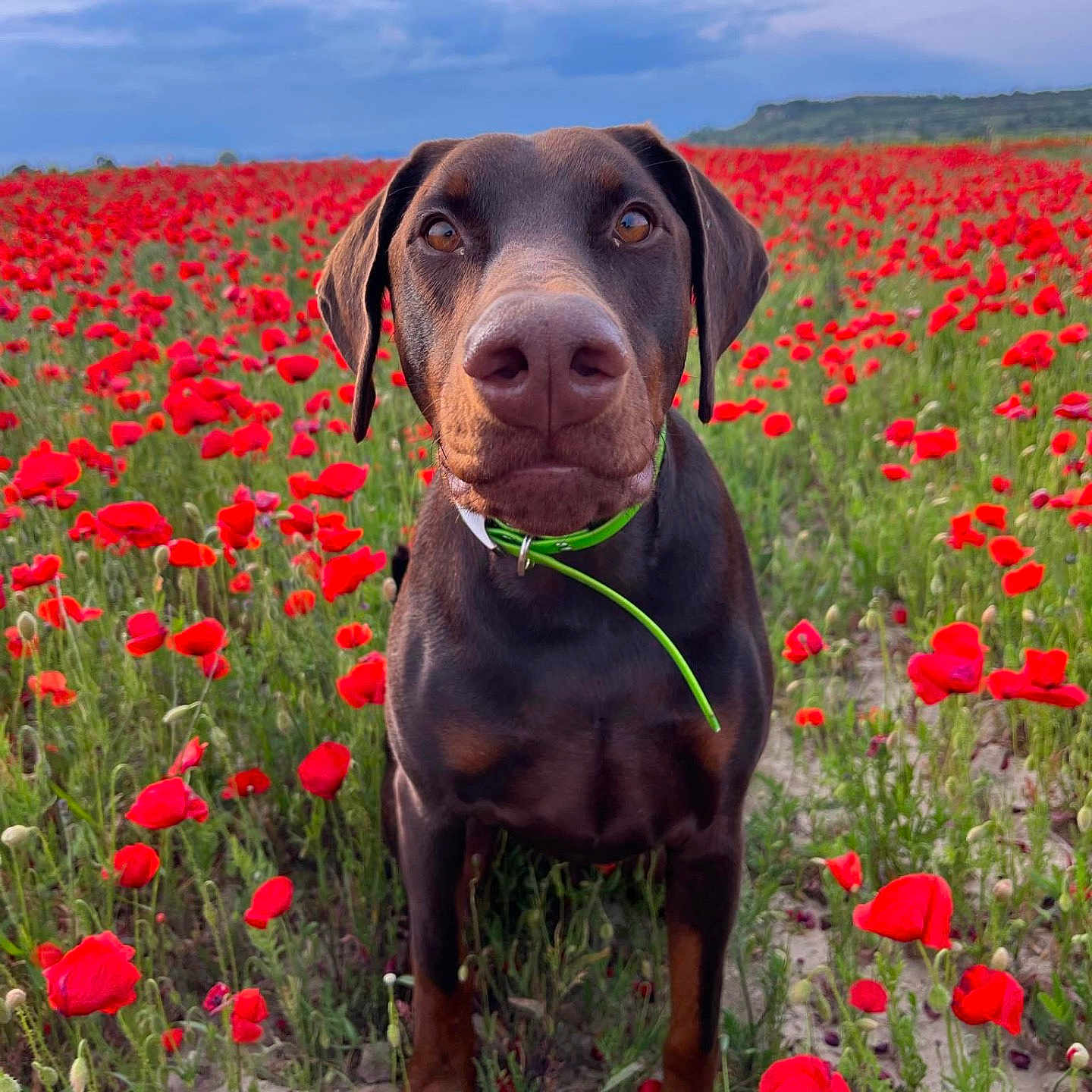 Zeus participe au concours pour gagner de l'argent avec cette photo : animal, brown_dog, canine, close_up, clouds, collar, doberman, dog, flower_field, grass, greenery, nature, outdoor, pet, plants, poppies, portrait, red_flowers, sky, summer