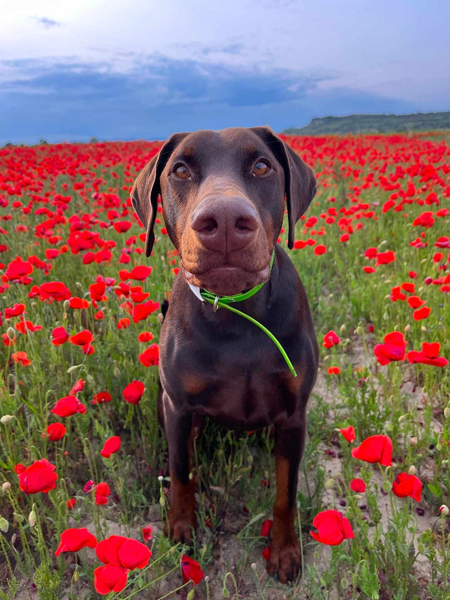 Zeus participe au concours pour gagner de l'argent avec cette photo : dog, doberman, flower_field, poppies, red_flowers, greenery, nature, outdoor, pet, animal, close_up, portrait, grass, sky, clouds, collar, brown_dog, plants, summer, canine