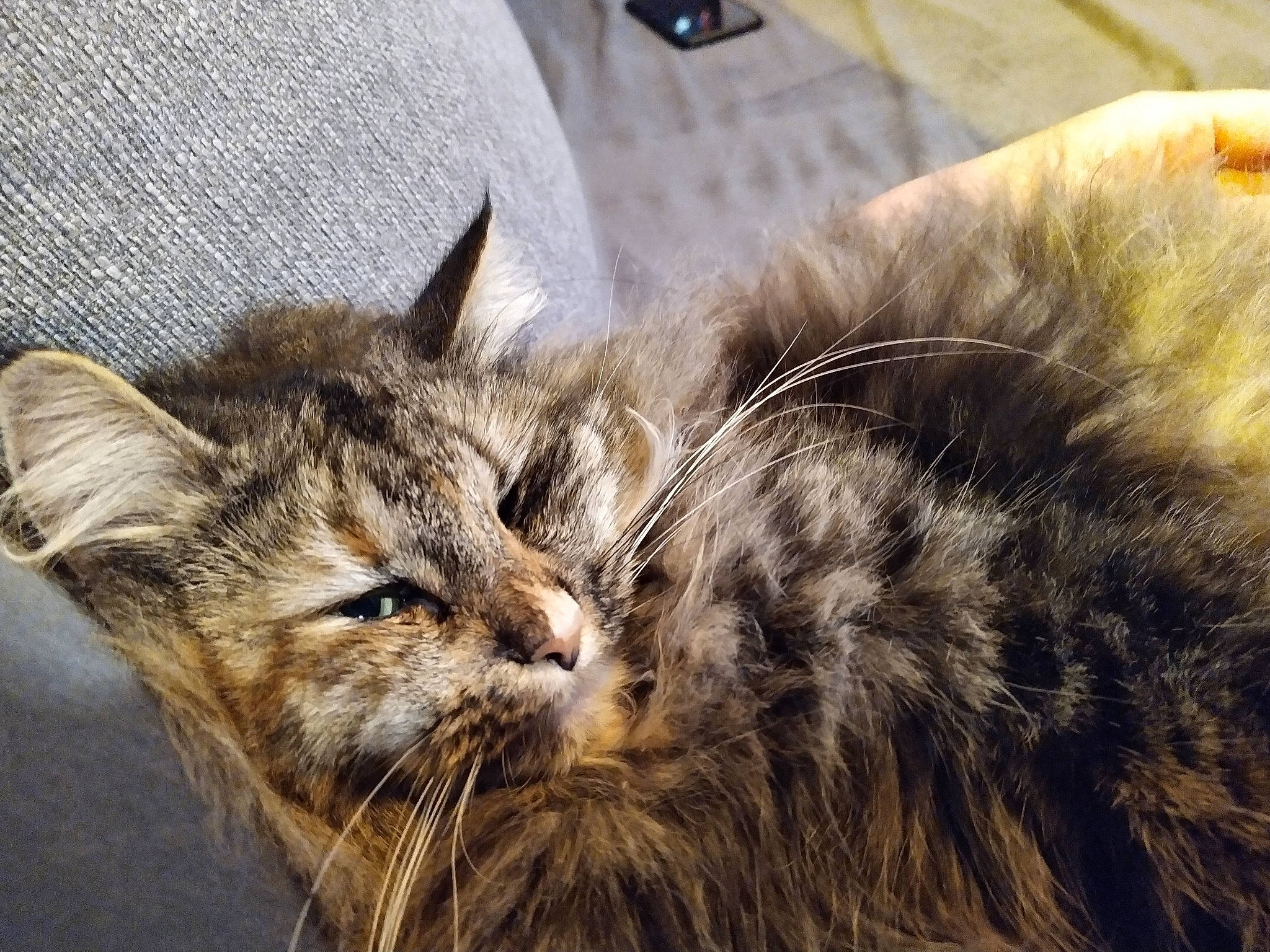 Nicki a rejoint le concours — aidez-le/la à gagner de superbes lots ! carnivore, cat, close_up, domestic_short_haired_cat, felidae, fur, grass, maine_coon, paw, small_to_medium_sized_cats, snout, terrestrial_animal, whiskers