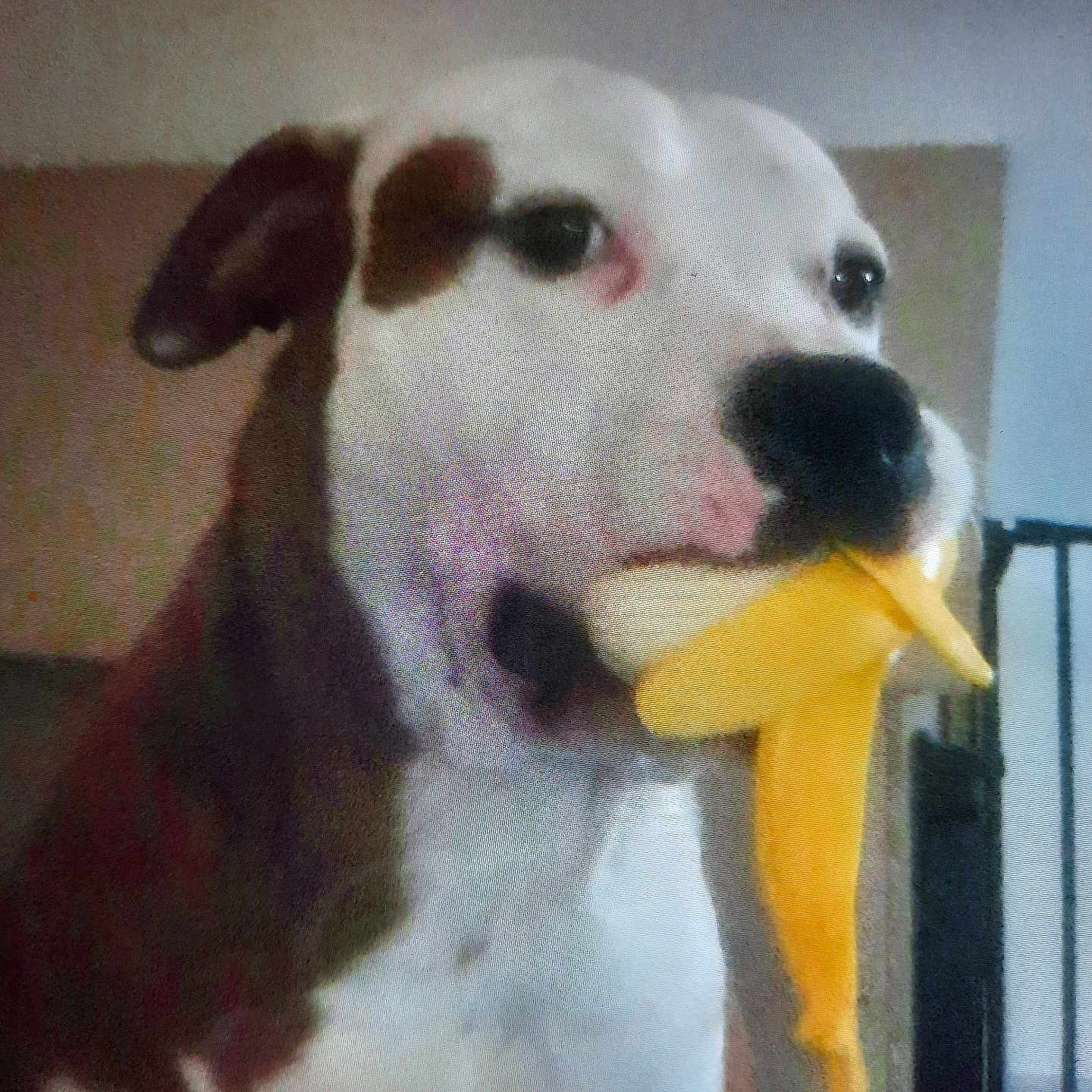 Paci a rejoint le concours — aidez-le/la à gagner de superbes lots ! animal, banana, boxer, bulldog, canine, cream, dessert, dog, food, fruit, hound, icecream, icing, labradorretriever, pet, pitbull, plant, produce, puppy, snout