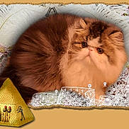 Azzaro participe au concours pour gagner de l'argent avec cette photo : cat, fluffy, persian_cat, lace, pearls, gold_border, pyramid_figurine, decorative, closeup, pet, animal, feline, indoor, soft_fur, brown_and_white, portrait, cute, still_life, ornament, curious