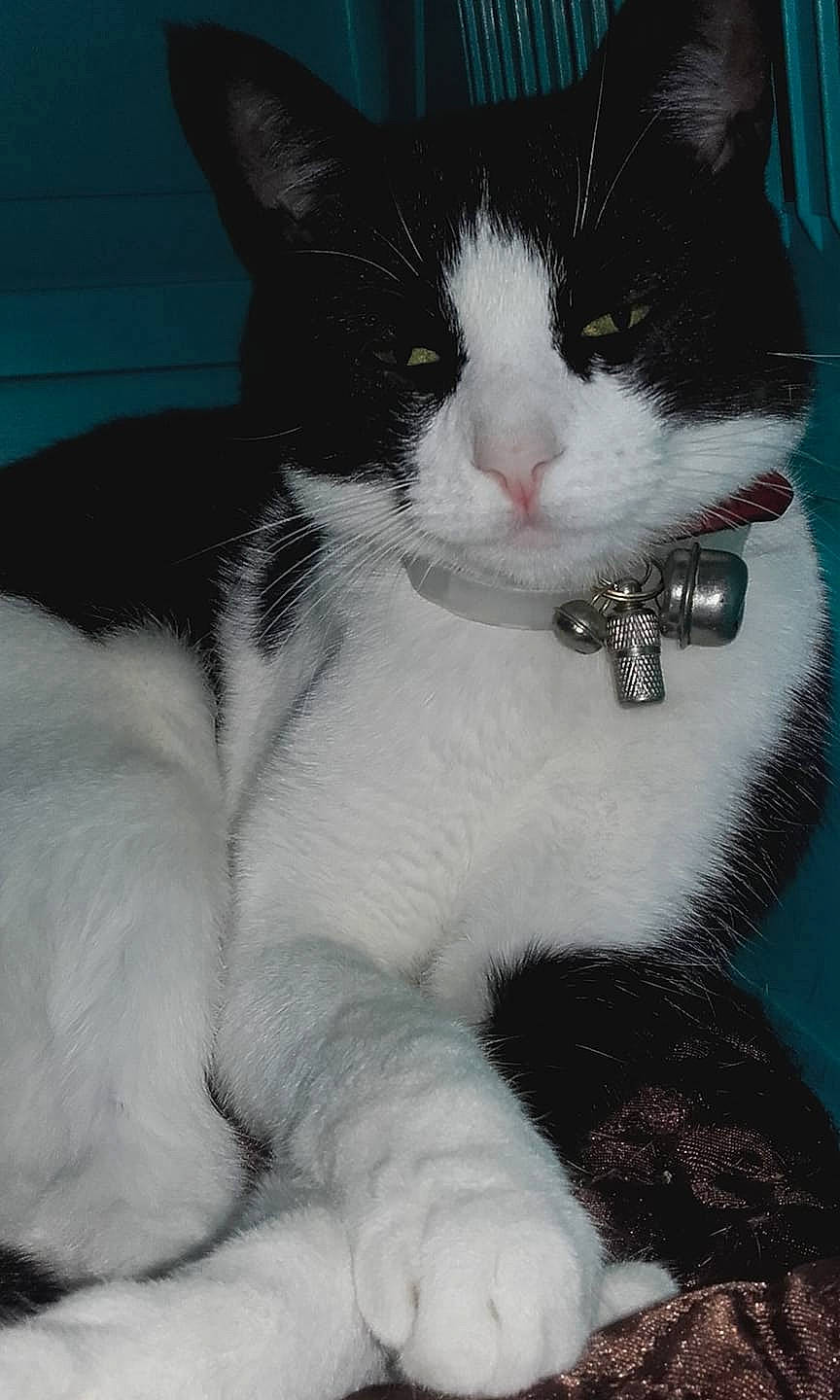 Oxy participe au concours pour gagner de l'argent avec cette photo : aegean_cat, american_wirehair, black_and_white, carnivore, cat, domestic_short_haired_cat, felidae, fur, japanese_bobtail, kitten, mammal, paw, polydactyl_cat, small_to_medium_sized_cats, tail, whiskers