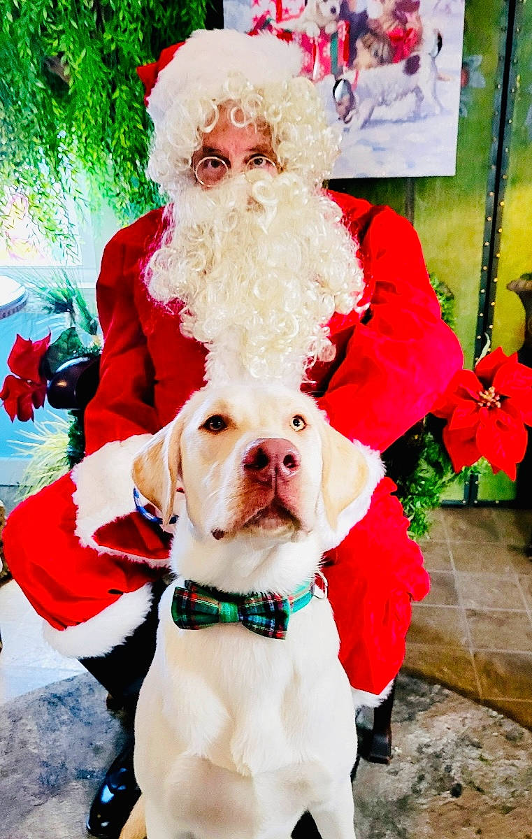 Lincoln joined the competition — help win amazing prizes! beard, carnivore, collar, companion_dog, dog, dog_breed, dog_collar, dog_supply, event, glasses, green, hair, happy, head, human_body, lap, pet_supply, plant, santa_claus, white