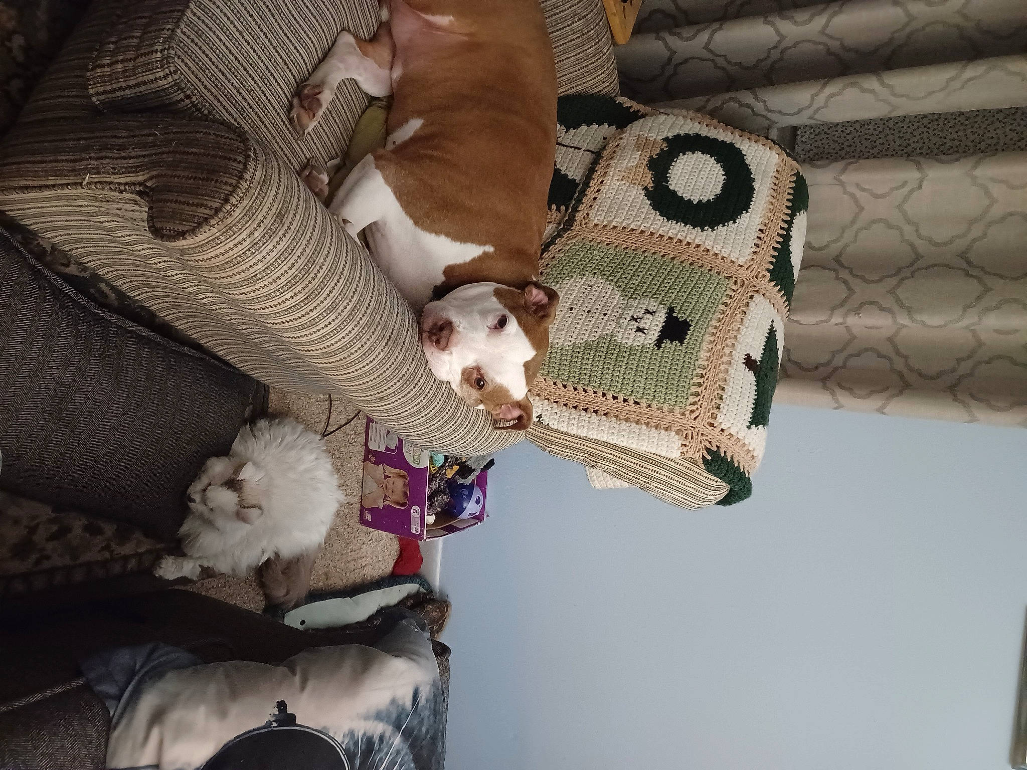 Sadie joined the competition — help win amazing prizes! carnivore, comfort, companion_dog, couch, dog, fawn, felidae, fur, linens, mammal, mesh, pattern, room, small_to_medium_sized_cats, snout, sporting_group, stuffed_toy, toy, wood, wool