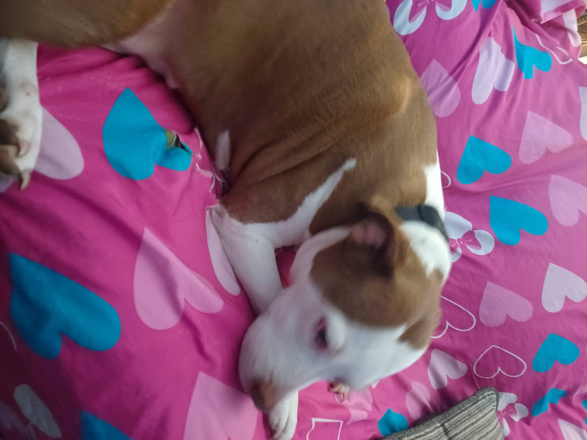 Sadie is registered to the contest to win money with this photo: canidae, carnivore, comfort, companion_dog, dog, dog_breed, dog_supply, fawn, linens, magenta, nap, paw, pet_supply, pink, sleep, snout, sporting_group, tail, whiskers, working_animal