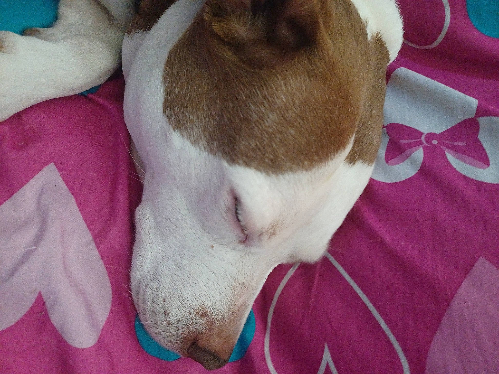 Sadie joined the competition — help win amazing prizes! canidae, carmine, carnivore, collar, comfort, companion_dog, dog, dog_breed, ear, fawn, felidae, fur, linens, magenta, nap, paw, pink, snout, sporting_group, whiskers