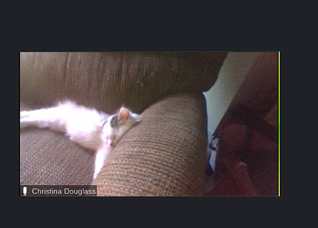 Cow joined the competition — help win amazing prizes! canidae, carnivore, cat, comfort, companion_dog, darkness, dog_breed, domestic_short_haired_cat, fawn, felidae, font, fur, human_leg, paw, photo_caption, small_to_medium_sized_cats, snout, sporting_group, tail, whiskers