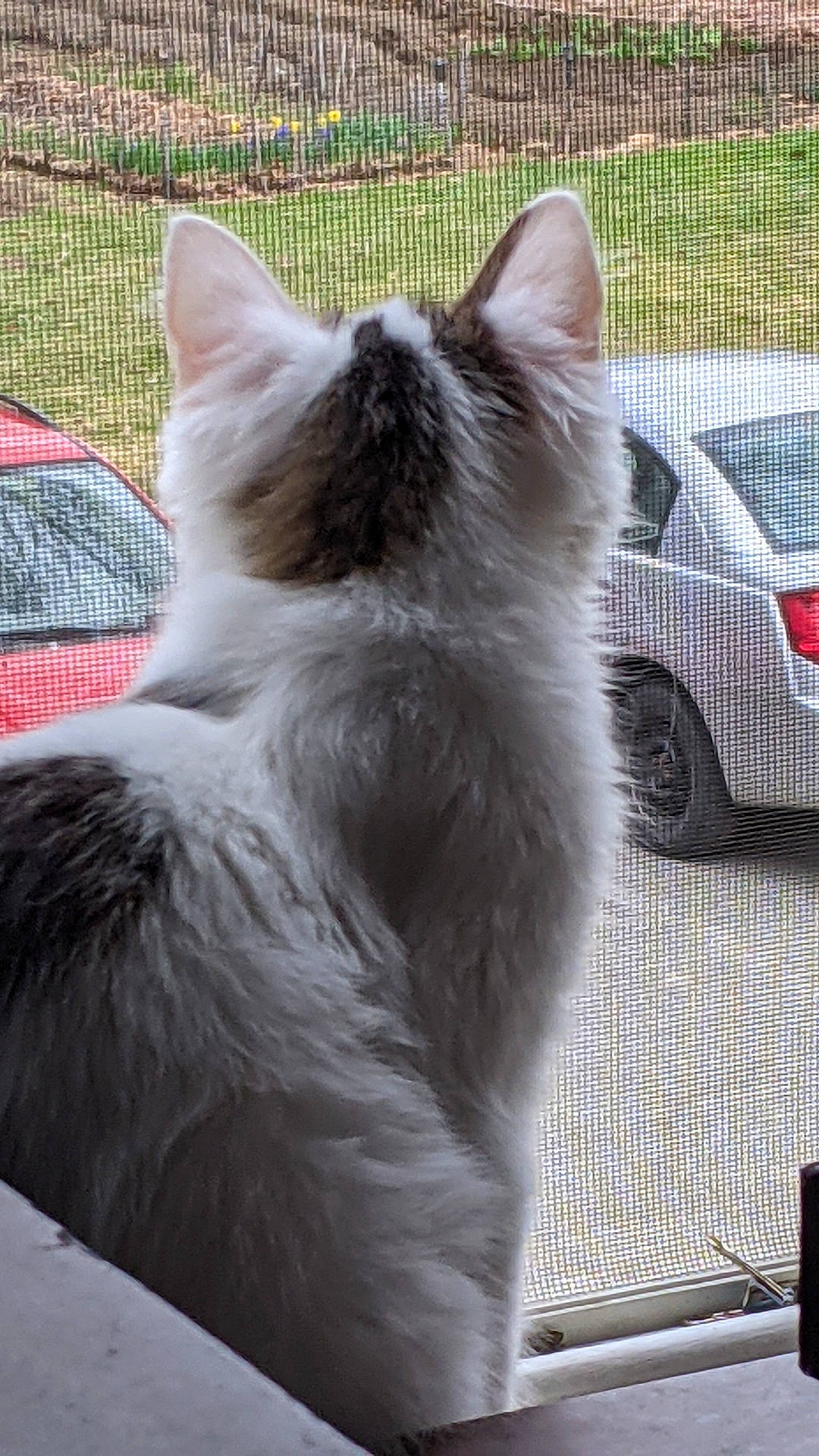 Cow is registered to the contest to win money with this photo: automotive_tire, canidae, car, carnivore, cat, claw, comfort, felidae, fence, fur, parking, paw, persian, small_to_medium_sized_cats, snout, tail, tire, vehicle, wheel, whiskers