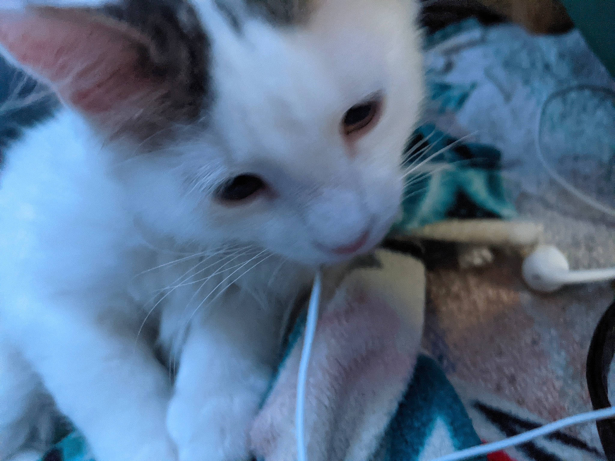 Cow joined the competition — help win amazing prizes! carnivore, cat, claw, close_up, domestic_short_haired_cat, ear, fawn, felidae, fur, paw, small_to_medium_sized_cats, snout, whiskers