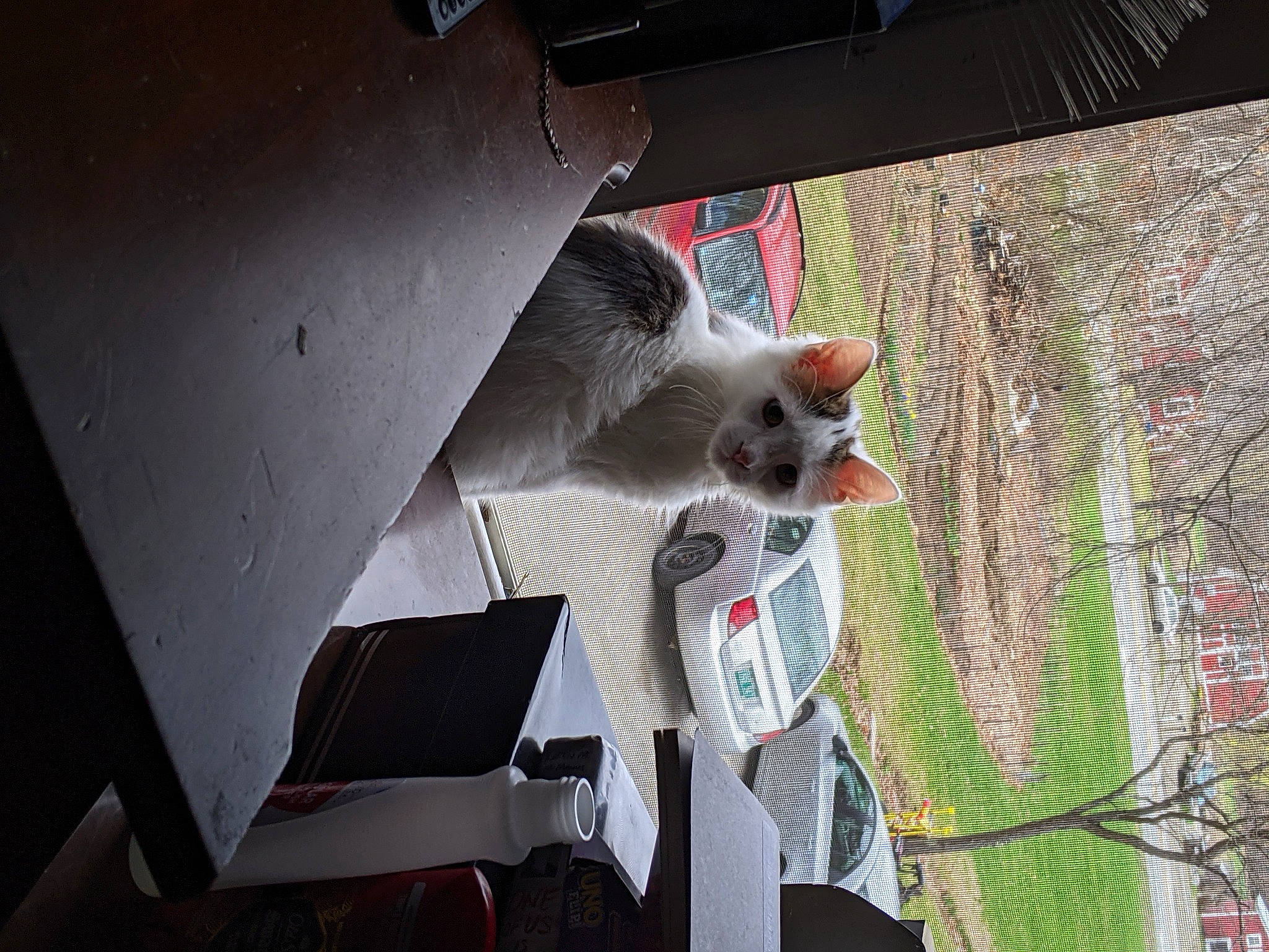 Cow joined the competition — help win amazing prizes! auto_part, automotive_exterior, bumper, cat, electrical_wiring, fawn, felidae, fur, mammal, small_to_medium_sized_cats, tail, tire, tree, twig, vehicle, vehicle_door, vertebrate, whiskers, wire, wood