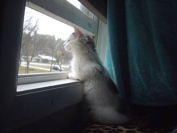 Cow is registered to the contest to win money with this photo: canidae, carnivore, cat, comfort, curtain, felidae, fur, glass, paw, room, sash_window, small_to_medium_sized_cats, tail, tints_and_shades, tree, whiskers, window, window_covering, window_treatment, wood