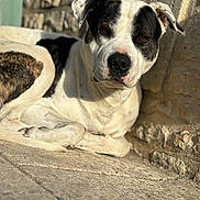 Kyzer a rejoint le concours — aidez-le/la à gagner de superbes lots ! animal, black_and_white, brown_eyes, canine, close_up, daylight, dog, ears, fur, nature, outdoor, paw, pet, relaxed, resting, shadow, snout, stone_pavement, stone_wall, sunlight
