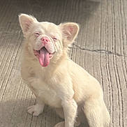 Piink joined the competition — help win amazing prizes! dog, puppy, white_dog, pink_nose, tongue_out, sitting, concrete, pavement, sunlit, happy, smiling, ears, cute, pet, vehicle_bumper, license_plate, outdoor, shadow, portrait, close_up