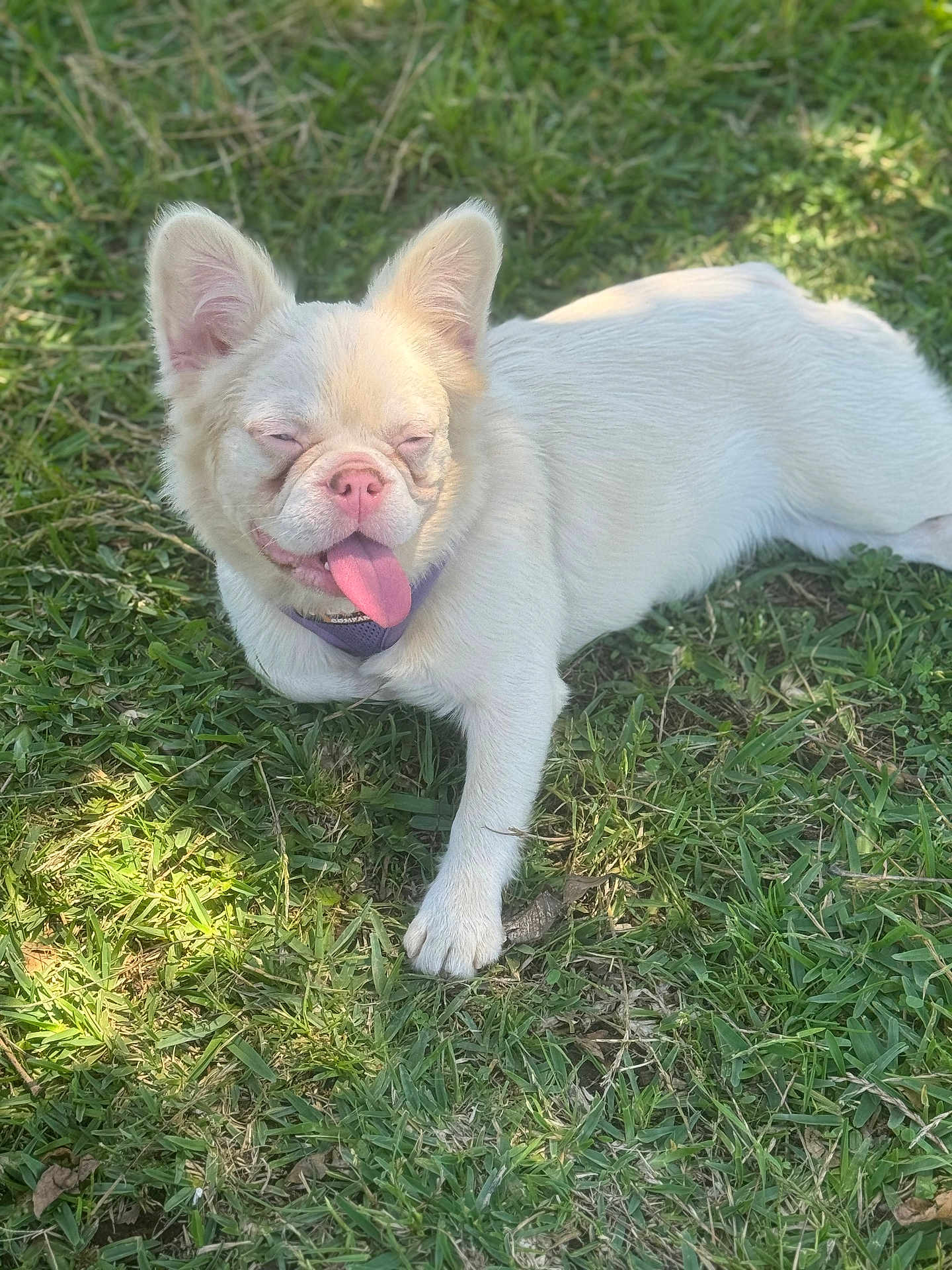 Piink joined the competition — help win amazing prizes! dog, white_dog, pet, grass, outdoor, tongue, panting, happy, squinting_eyes, collar, fur, paw, close_up, sunlight, summer, playful, lying_down, small_breed, portrait, nature