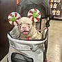 Piink is registered to the contest to win money with this photo: dog, puppy, pet_stroller, stroller, mouse_ears, festive, pet_store, leash, harness, tongue_out, pink_nose, cute, indoor, shelf, pet_supplies, shopping, canine, beige_fur, accessory, smiling