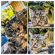 Léo a rejoint le concours — aidez-le/la à gagner de superbes lots ! cat, tabby, animal, pet, outdoor, greenery, plant, chair, furniture, close_up, portrait, whiskers, fur, eyes, nose, relaxed, sunlight, nature, collage, domestic_animal