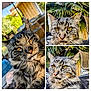 cat, tabby, animal, pet, outdoor, greenery, plant, chair, furniture, close_up, portrait, whiskers, fur, eyes, nose, relaxed, sunlight, nature, collage, domestic_animal