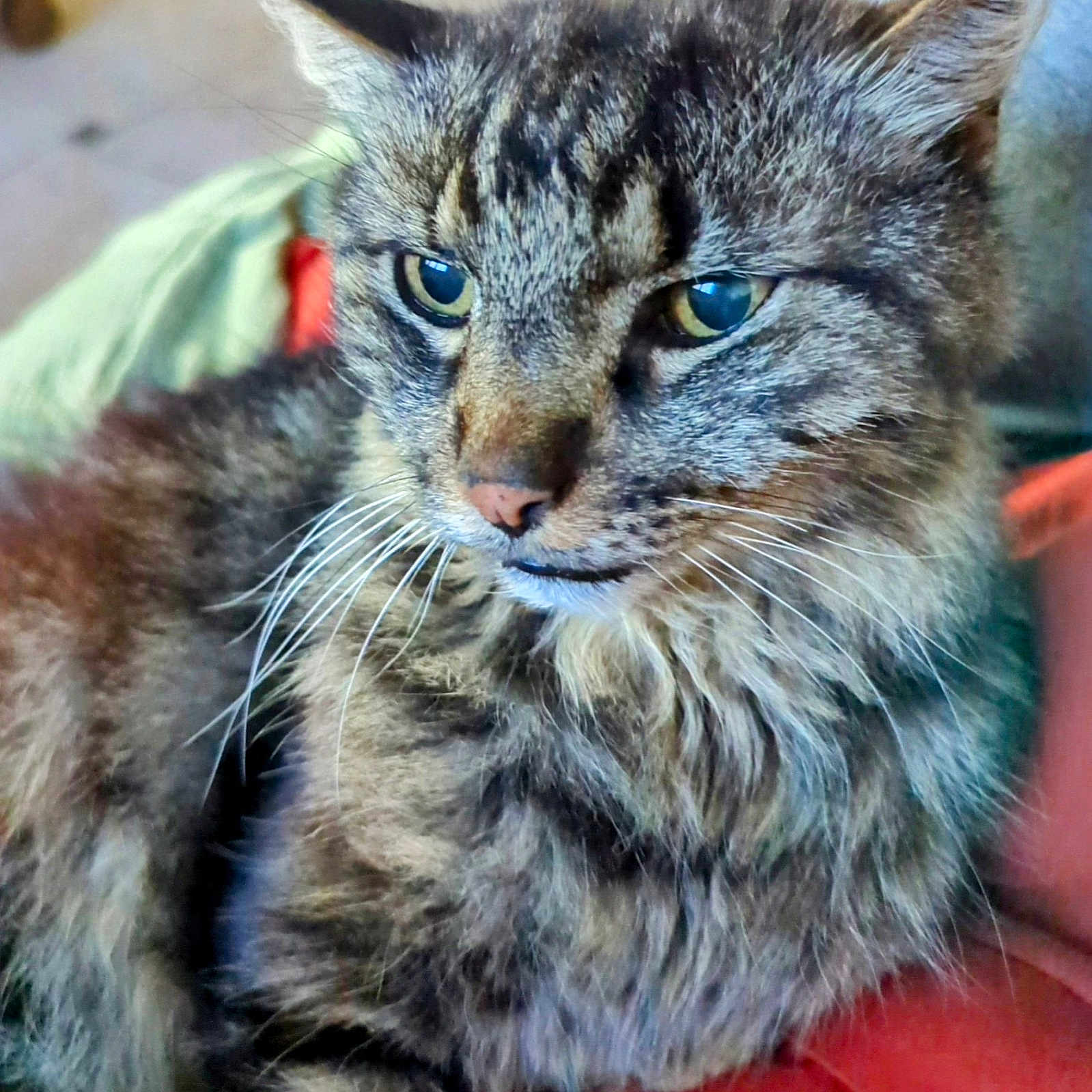 Léo a rejoint le concours — aidez-le/la à gagner de superbes lots ! animal, background_blur, cat, closeup, cute, domestic, feline, fluffy, fur, green_eyes, indoor, mammal, pet, portrait, red_surface, relaxed, resting, soft, tabby, whiskers