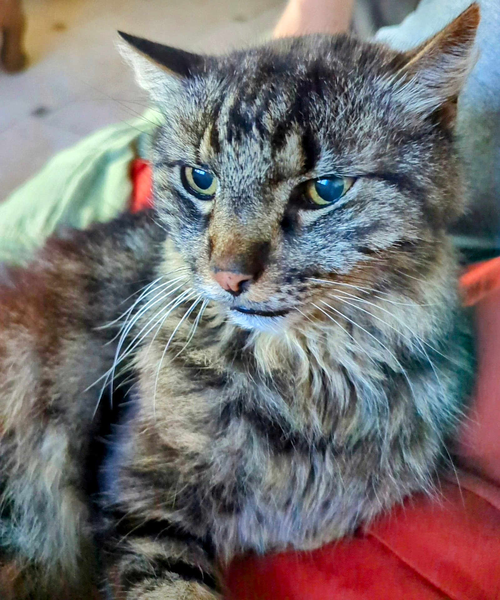 Léo