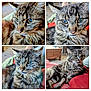 Léo a rejoint le concours — aidez-le/la à gagner de superbes lots ! animal, blanket, cat, close_up, couch, cozy, cute, eyes, feline, fur, fuzzy, home, indoor, mammal, pet, portrait, relaxed, resting, tabby_cat, whiskers