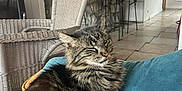 Léo a rejoint le concours — aidez-le/la à gagner de superbes lots ! animal, cat, comfort, cozy, cushion, domestic, feline, fur, furniture, home_interior, indoor, living_room, pet, relaxed, resting, sleepy, stone_bar, tabby, tiled_floor, wicker_chair