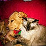 animal, bandana, cat, companion, couch, cozy, cute, dog, domestic_animal, friendship, fur, indoor, paw, pet, red_couch, relaxation, resting, sleepy, snuggling, warmth