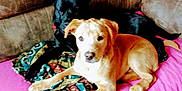 Luke Kidd joined the competition — help win amazing prizes! animal, architecture, ball, building, canine, couch, cushion, dog, furniture, homedecor, hound, indoors, interiordesign, livingroom, pet, puppy, room, sport, tennis, tennisball
