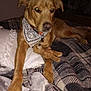 Luke Kidd joined the competition — help win amazing prizes! accessories, animal, bandana, bed, bedroom, blanket, canine, couch, dog, furniture, goldenretriever, headband, homedecor, hound, indoors, labradorretriever, pet, puppy, room, strap
