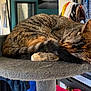 animal, cat, cat_perch, clothing, cozy, curled_up, feline, fur, furniture, household, indoor, laptop, pet, relaxation, resting, sleeping, tabby_cat, tail, whiskers, window