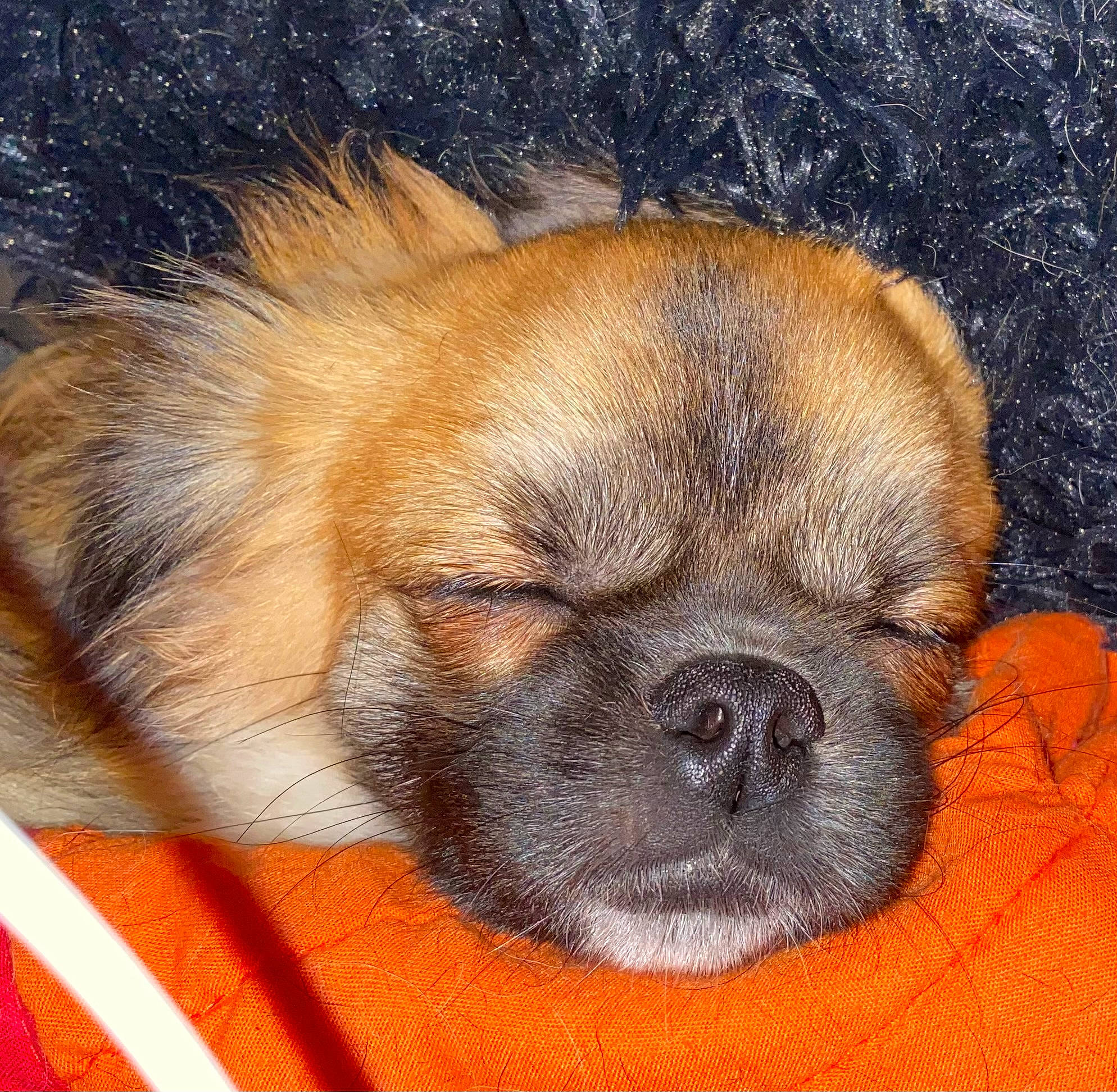 Sansa a rejoint le concours — aidez-le/la à gagner de superbes lots ! ancient_dog_breeds, canidae, carnivore, companion_dog, dog, dog_breed, ear, eye, fawn, fur, liver, non_sporting_group, puppy_love, snout, sporting_group, terrestrial_animal, toy_dog, whiskers, working_animal, wrinkle