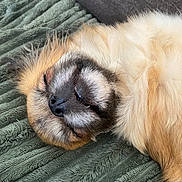 Sansa participe au concours pour gagner de l'argent avec cette photo : animal, blanket, canine, closeup, cozy, cute, dog, domestic_animal, face, fluffy, fur, indoor, nose, pet, portrait, relaxed, resting, sleeping, soft, whiskers