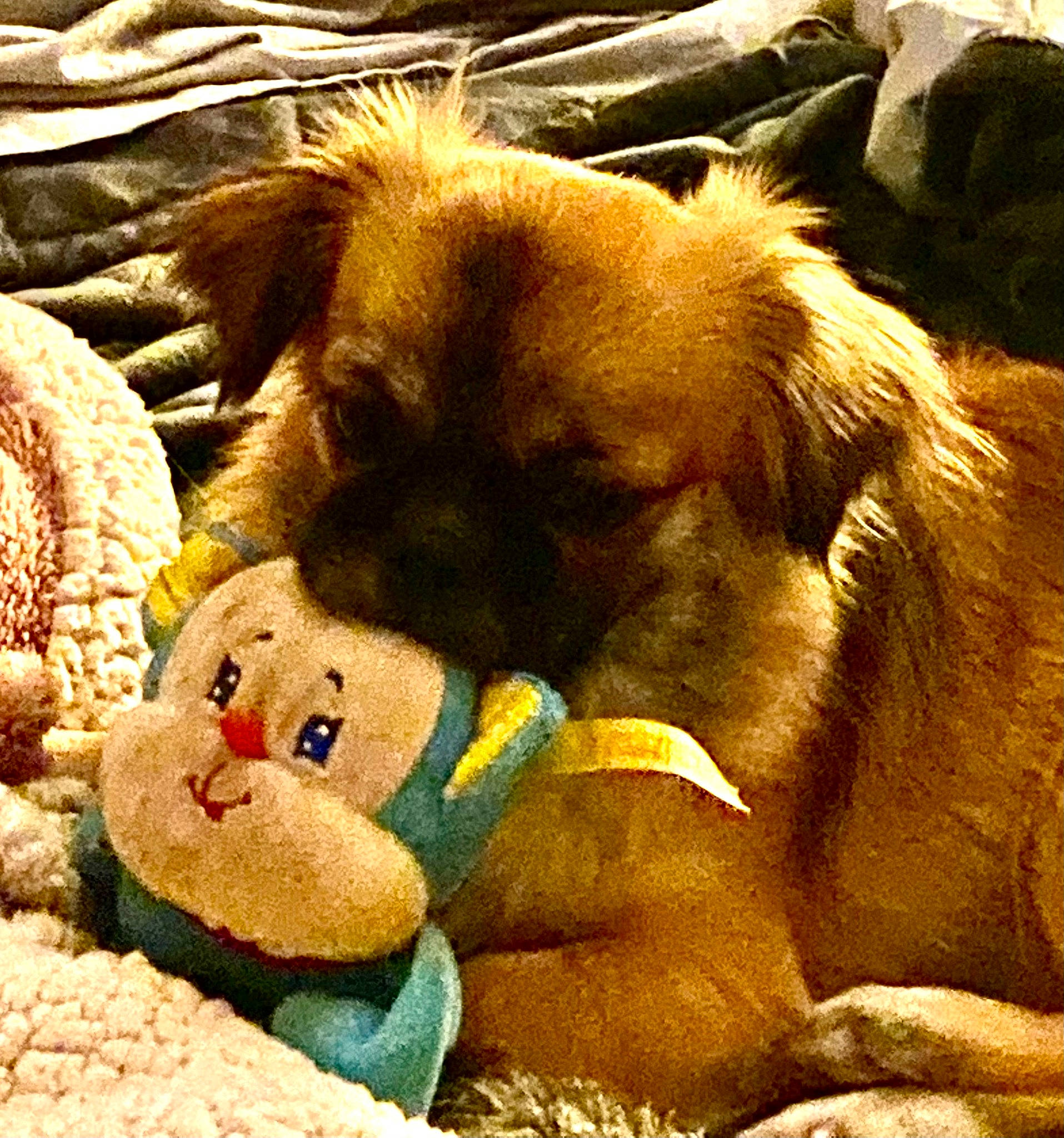 Sansa participe au concours pour gagner de l'argent avec cette photo : ancient_dog_breeds, big_cats, carnivore, companion_dog, dog, dog_breed, fawn, fur, happy, liver, nap, paw, plush, snout, sporting_group, stuffed_toy, terrestrial_animal, whiskers, working_animal