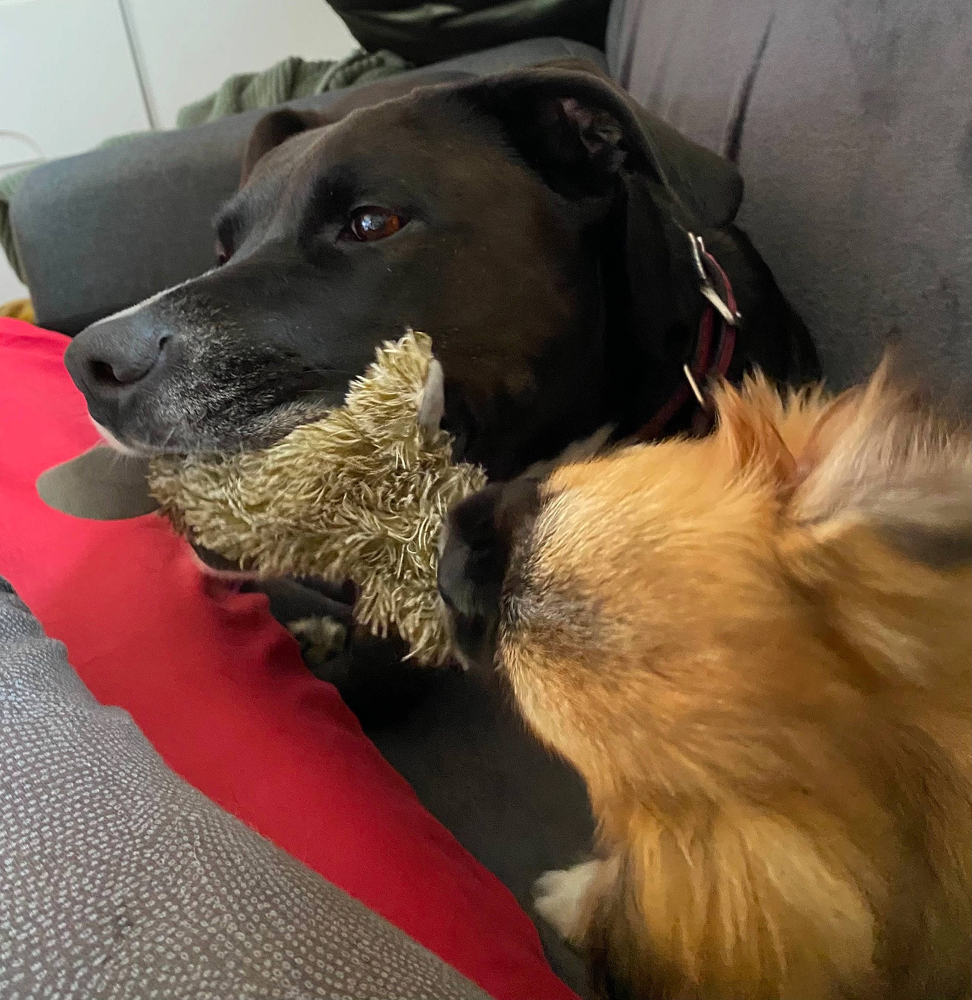 Litchee participe au concours pour gagner de l'argent avec cette photo : carnivore, collar, comfort, companion_dog, dog, dog_breed, dog_collar, dog_supply, flooring, fur, leash, liver, mammal, paw, personal_protective_equipment, pet_supply, snout, sporting_group, whiskers, working_animal