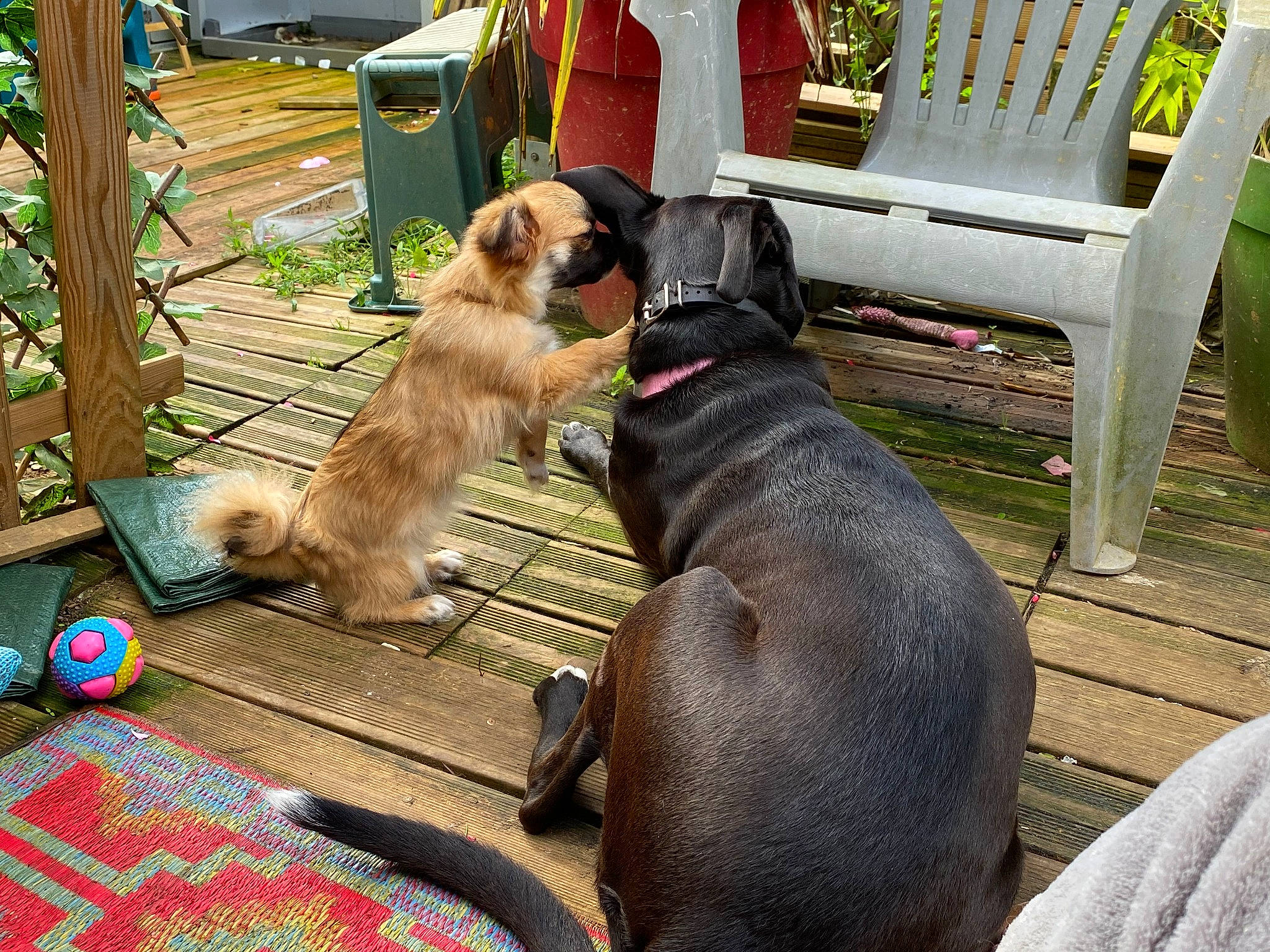 Litchee participe au concours pour gagner de l'argent avec cette photo : armrest, canidae, carnivore, chair, collar, comfort, companion_dog, dog, dog_breed, dog_supply, fawn, flooring, hardwood, leash, leisure, liver, outdoor_furniture, pet_supply, sporting_group, working_animal