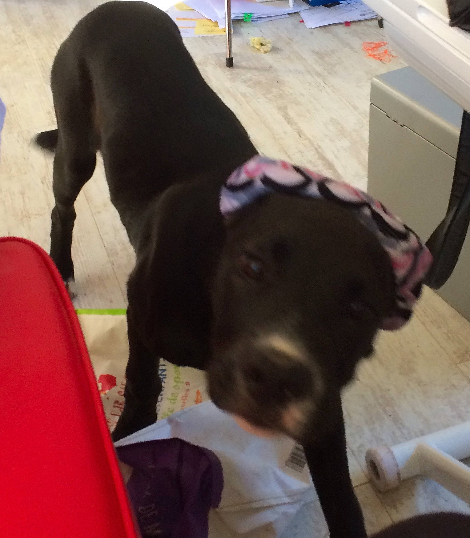 Litchee a rejoint le concours — aidez-le/la à gagner de superbes lots ! borador, box, canidae, cardboard, carnivore, carton, collar, companion_dog, dog, dog_breed, dog_collar, mammal, pet_supply, shipping_box, snout, sporting_group, working_animal, working_dog