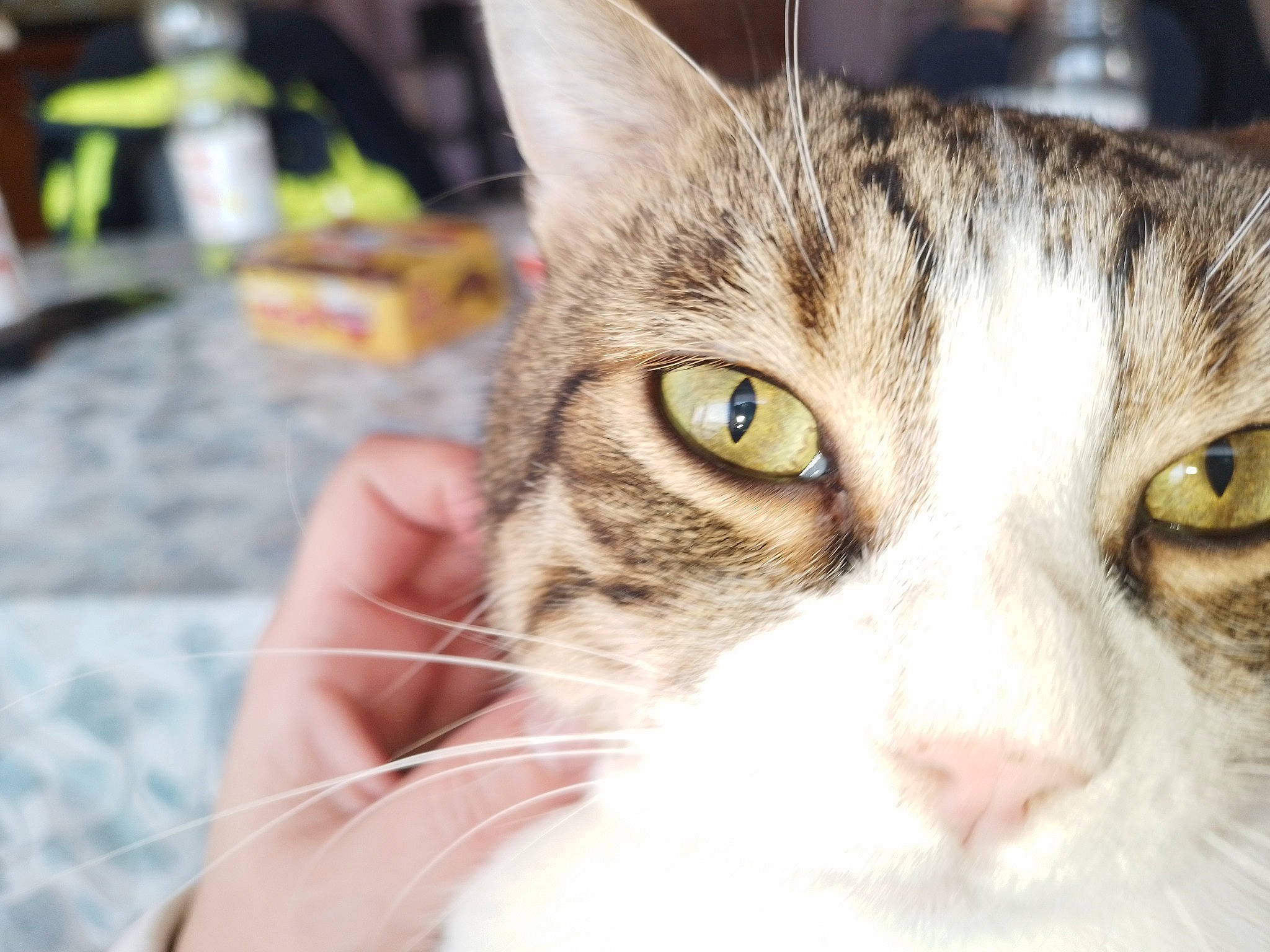 Alvin participe au concours pour gagner de l'argent avec cette photo : carnivore, cat, domestic_short_haired_cat, ear, eyelash, felidae, fur, head, small_to_medium_sized_cats, snout, tree, whiskers, window