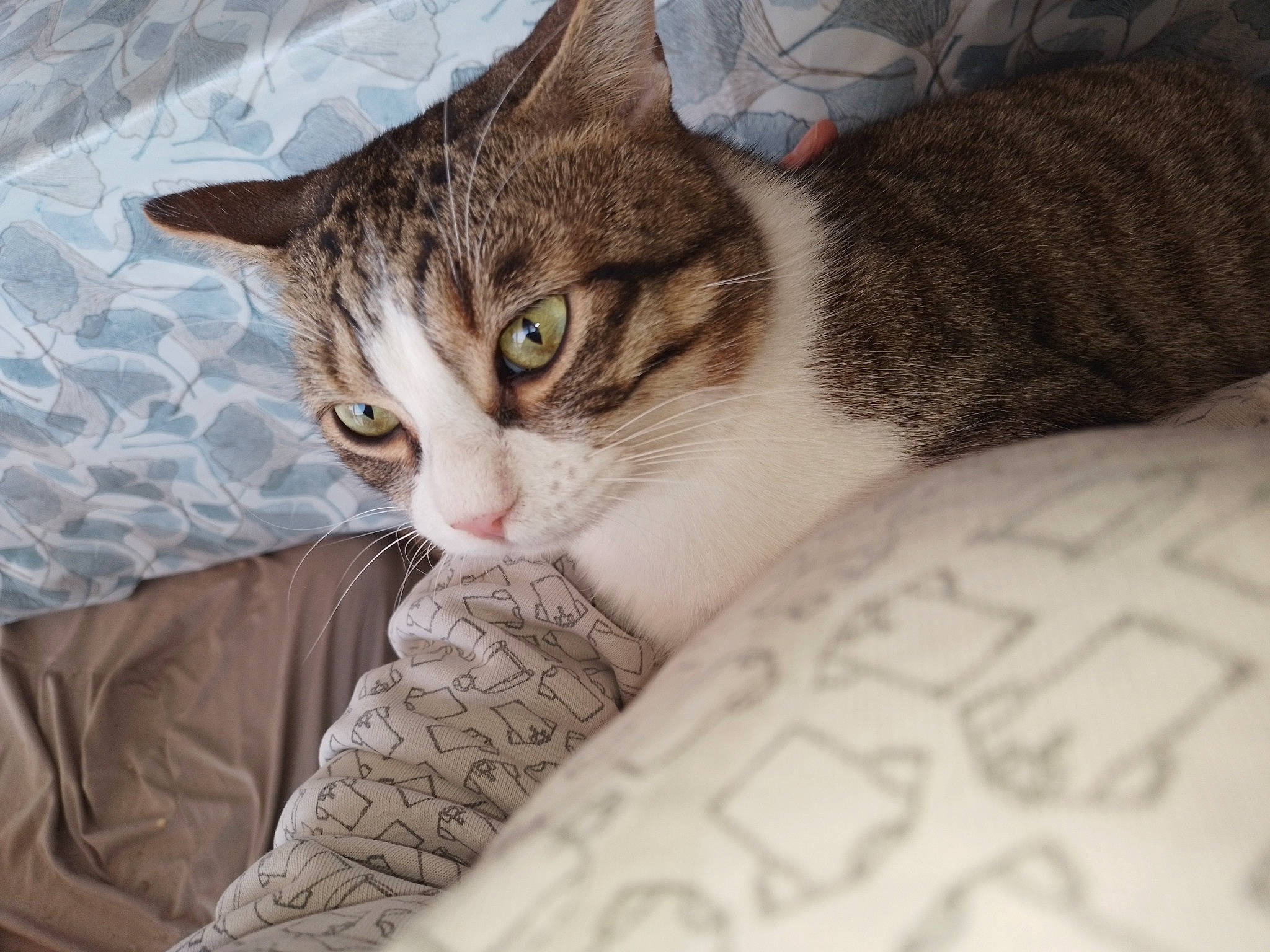 Alvin participe au concours pour gagner de l'argent avec cette photo : box, carnivore, cat, claw, comfort, domestic_short_haired_cat, ear, eye, felidae, fur, head, nap, paw, sleep, small_to_medium_sized_cats, snout, tail, tree, whiskers, wood