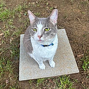 Tiggy joined the competition — help win amazing prizes! cat, gray_and_white, green_eyes, collar, bell, concrete_slab, grass, dirt, outdoor, pet, animal, whiskers, ears, sitting, looking_up, fur, nature, daylight, close_up, curious