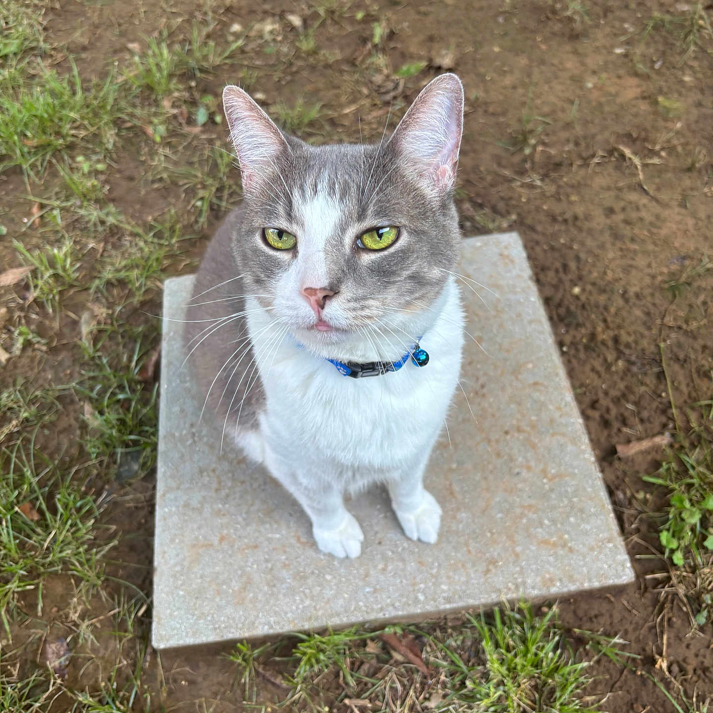 Tiggy joined the competition — help win amazing prizes! cat, gray_and_white, green_eyes, collar, bell, concrete_slab, grass, dirt, outdoor, pet, animal, whiskers, ears, sitting, looking_up, fur, nature, daylight, close_up, curious